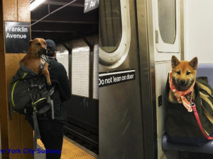 NYC Subway Bans Dogs Unless They Fit Into a Bag & New Yorkers’ Solution is Hilariously Clever