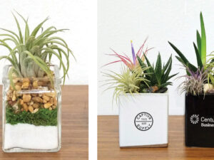 Succulents, Cacti & Air Plants in Custom Containers